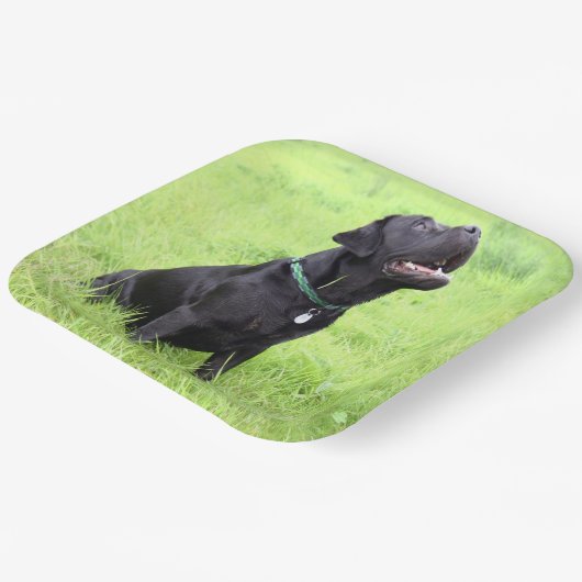 LR schwarzes Labor sitzend Pappteller (Gewinkelt)