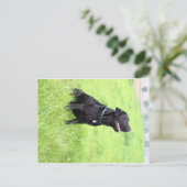 LR schwarzes Labor sitzend Postkarte (Stehend Vorderseite)