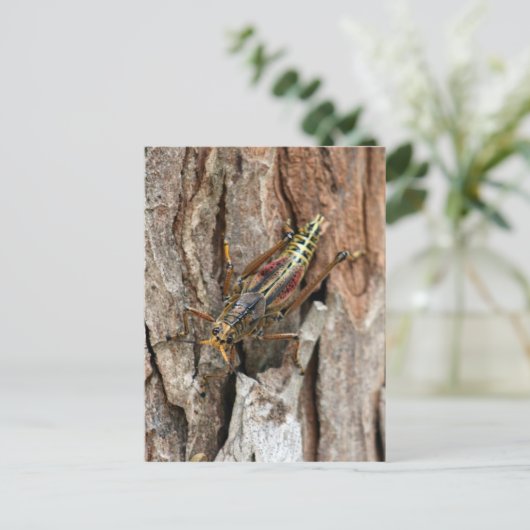Lubber Grasshopper Postkarte (Stehend Vorderseite)