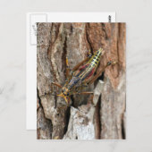 Lubber Grasshopper Postkarte (Vorne/Hinten)