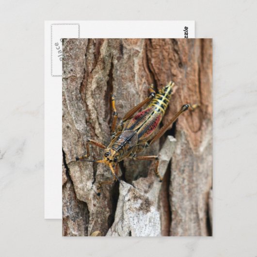 Lubber Grasshopper Postkarte (Vorne/Hinten)