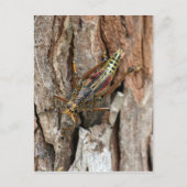 Lubber Grasshopper Postkarte (Vorderseite)