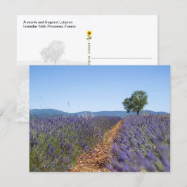 Luberon Lavendelfelder, Provence, Frankreich  - Postkarte