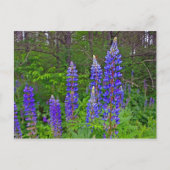 Lubins Postkarte (Vorderseite)