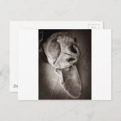 Lucca Postkarte (Vorne/Hinten)