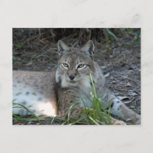Luchs 017 postkarte