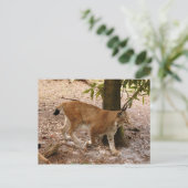 Luchs 031 postkarte (Stehend Vorderseite)