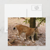 Luchs 031 postkarte (Vorne/Hinten)