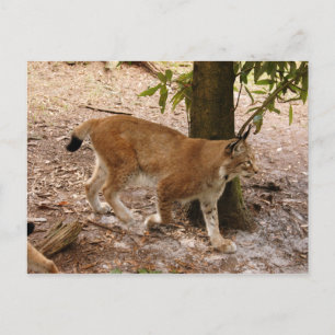 Luchs 031 postkarte