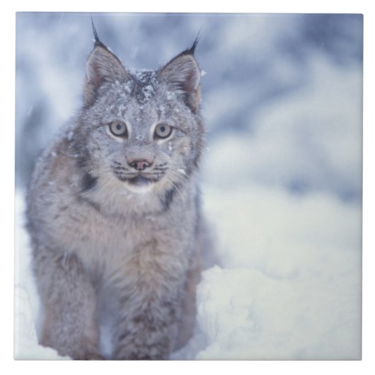 Luchs im Schnee am Fuße der Berge Fliese (Vorderseite)
