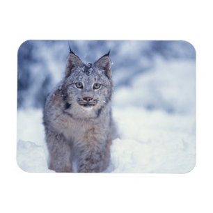 Luchs im Schnee am Fuße der Berge Magnet