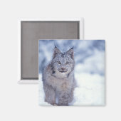 Luchs im Schnee am Fuße der Berge Magnet (Vorderseite/Rückseite)