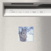 Luchs im Schnee am Fuße der Berge Magnet (In Situ (Geschirrspüler))
