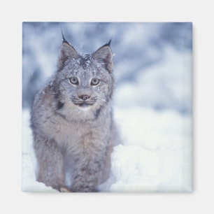 Luchs im Schnee am Fuße der Berge Magnet