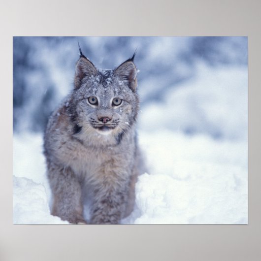 Luchs im Schnee am Fuße der Berge Poster (Vorne)