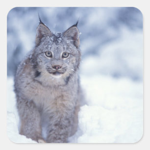 Luchs im Schnee am Fuße der Berge Quadratischer Aufkleber