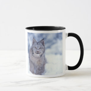 Luchs im Schnee am Fuße der Berge Tasse