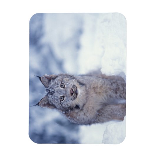Luchs im Schnee im Vorland Magnet (Vertikal)