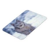 Luchs im Schnee im Vorland Magnet (Linke Seite)