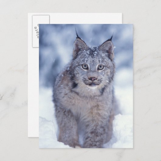 Luchs im Schnee im Vorland Postkarte (Vorne/Hinten)