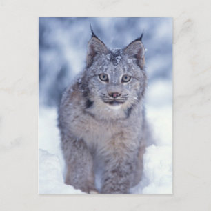 Luchs im Schnee im Vorland Postkarte