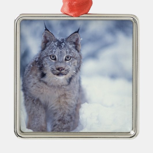 Luchs im Schnee im Vorland Silbernes Ornament (Vorne)