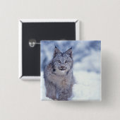 Luchs im Schnee in den Vorbergen Button (Vorne & Hinten)