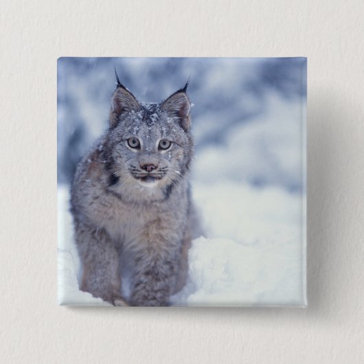 Luchs im Schnee in den Vorbergen Button (Vorderseite)