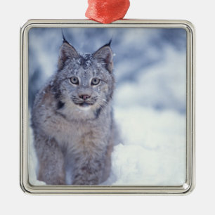Luchs im Schnee in den Vorbergen Silbernes Ornament