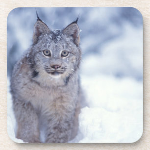 Luchs im Schnee in den Vorbergen Untersetzer
