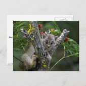 Luchs-kleines Kätzchen Kanadas Postkarte (Vorne/Hinten)
