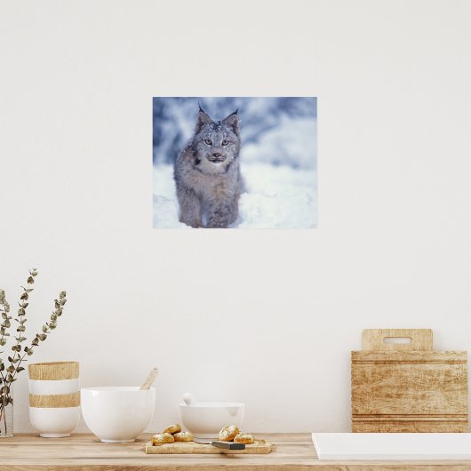 Luchs, Luchs Luchs, im Schnee in den Ausläufern Poster (Küche)