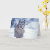 Luchs, Luchsluchs, im Schnee in den Vorbergen von Karte (Gelbe Blume)