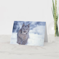 Luchs, Luchsluchs, im Schnee in den Vorbergen von
