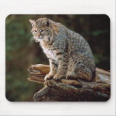 Luchs Mousepad (Vorne)