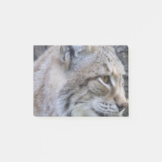 Luchs Post-it Klebezettel (Vorderseite)