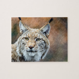 Luchs-Rotluchs-Tier-Fleischfresser-Katze Puzzle
