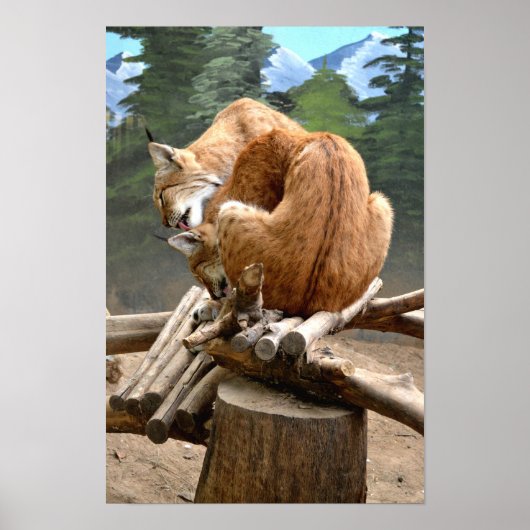 Luchse Katzen Poster (Vorne)