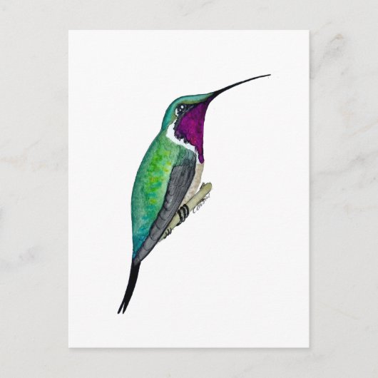 Luciferkolibri Postkarte (Vorderseite)