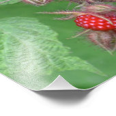 Lucious Raspberry Foto Print (Ecke)