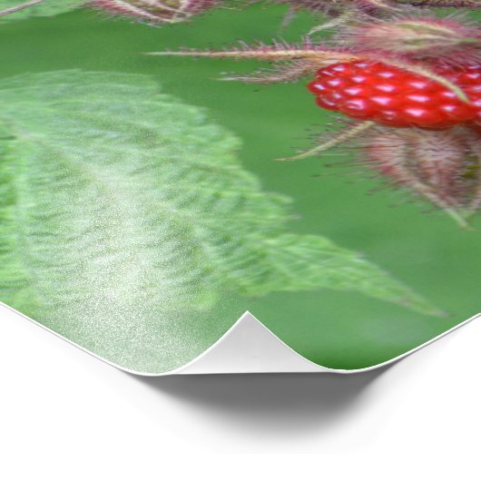 Lucious Raspberry Foto Print (Ecke)