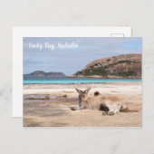 Lucky Bay Beach Kangaroo, Australien Postcard Postkarte (Vorne/Hinten)