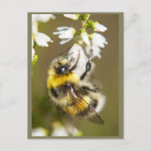 Lucky Bee Postkarte (Vorderseite)