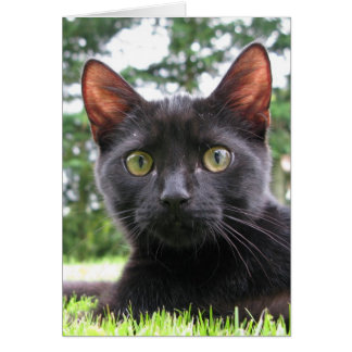 Lucky Black Cat