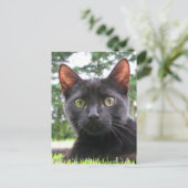 Lucky Black Cat Postkarte (Stehend Vorderseite)