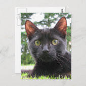 Lucky Black Cat Postkarte (Vorne/Hinten)