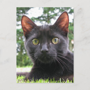 Lucky Black Cat Postkarte
