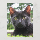 Lucky Black Cat Postkarte (Vorderseite)
