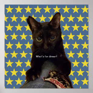 Lucky Black Cat w/Stars Poster