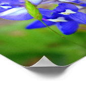 Lucky Bluebonnet Poster (Ecke)